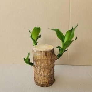 Brazilian Lucky Wood Mini Home Plant Decorations (Pack of 3)