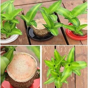 Brazilian Lucky Wood Mini Home Plant Decorations (Pack of 3)