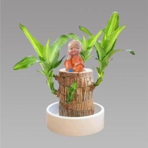 Brazilian Lucky Wood Mini Home Plant Decorations
